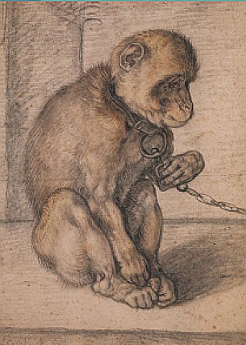 A sketch of an Asian rhesus monkey sitting with a chain around its neck, drawn with chalks by Hendrick Goltzius.